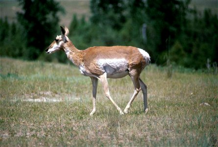 Image title: Pronghorn antelope female antilocapra americana
Image from Public domain images website, http://www.public-domain-image.com/full-image/fauna-animals-public-domain-images-pictures/antelope