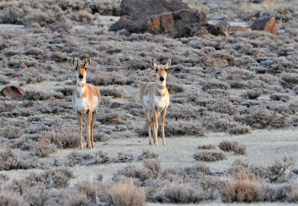 Photo Credit:  Jeannie Stafford/USFWS

Pronghorn (Antilocapra americana) are endemic to interior western and central North America.  In North America they are commonly referred to as pronghorn antelop