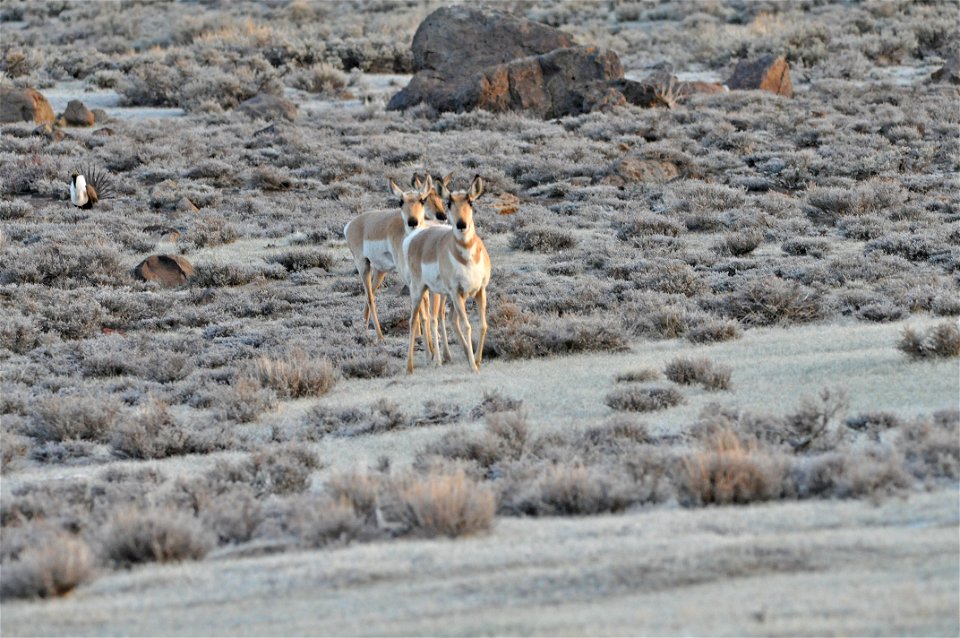 Photo Credit:  Jeannie Stafford/USFWS

Pronghorn (Antilocapra americana) are endemic to interior western and central North America.  In North America they are  commonly referred to as pronghorn antelo