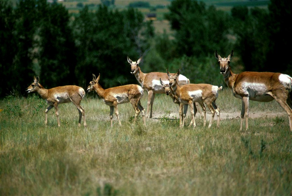 Image title: Herd of pronghorn antelope animals antilocapra americana
Image from Public domain images website, http://www.public-domain-image.com/full-image/fauna-animals-public-domain-images-pictures