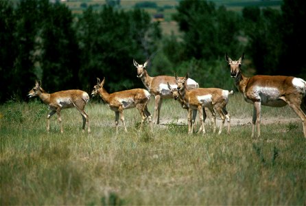 Image title: Herd of pronghorn antelope animals antilocapra americana
Image from Public domain images website, http://www.public-domain-image.com/full-image/fauna-animals-public-domain-images-pictures