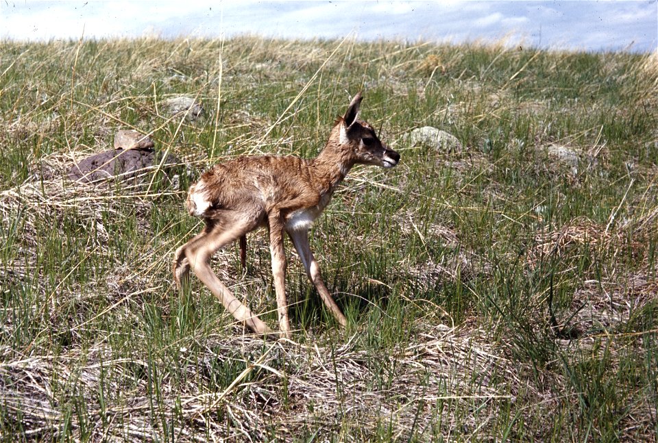 Baby pronghorn at Wind Cave National Park in South Dakota