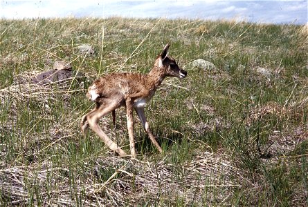 Baby pronghorn at Wind Cave National Park in South Dakota