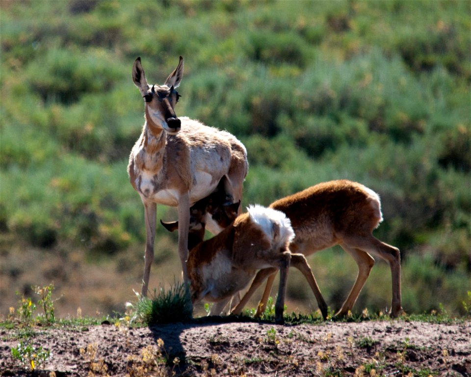 Wyoming has an unbelievable variety of world class wildlife. From grizzly bears to marmots, golden eagles to cutthroat trout, Wyoming offers something for everyone. BLM lands are vital to big game, up