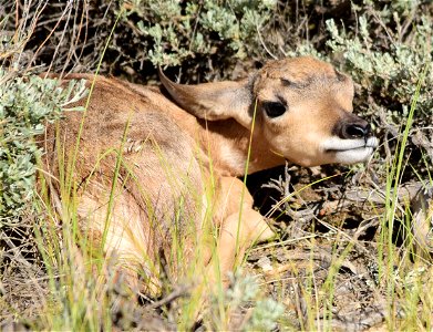 Photo: Tom Koerner/U.S. Fish and Wildlife Service