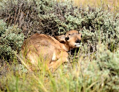 Photo: Tom Koerner/U.S. Fish and Wildlife Service