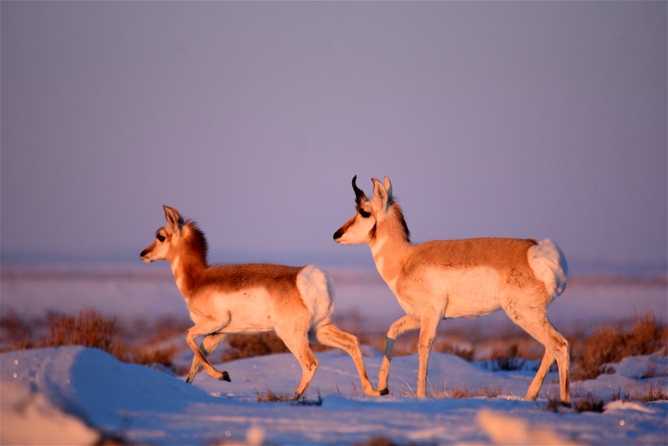 Photo: Tom Koerner/U.S. Fish and Wildlife Service