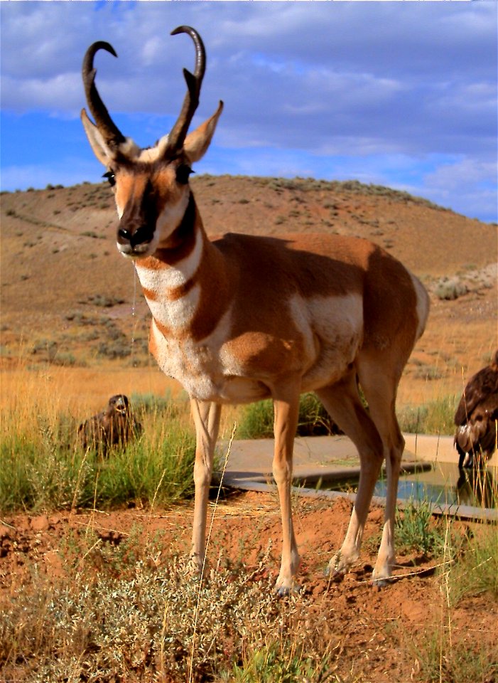 Antilocapra americana in Wyoming