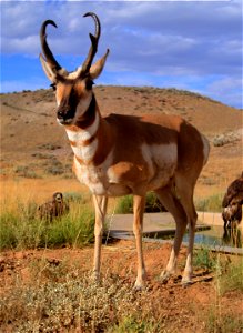 Antilocapra americana in Wyoming