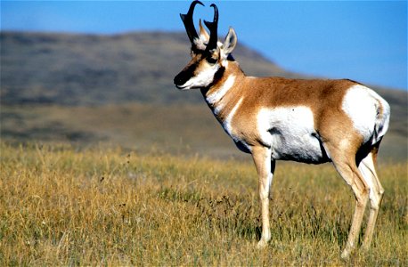 CMR National Wildlife Refuge was established, in part, for pronghorn antelope. Credit: USFWS photo