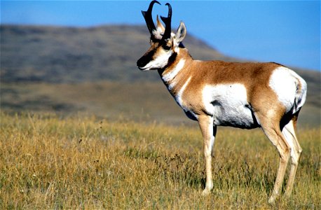 CMR National Wildlife Refuge was established, in part, for pronghorn antelope.

Credit: USFWS
