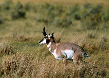 Antelope utilize rangelands along with cattle