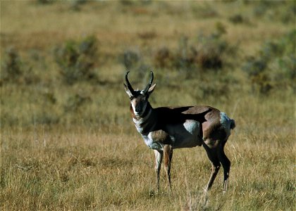 Antelope utilizing rangelands in northcentral Montana