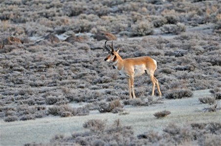 Photo Credit: Jeannie Stafford/USFWS Pronghorn (Antilocapra americana) are endemic to interior western and central North America. In North America they are commonly referred to as pronghorn antelop photo