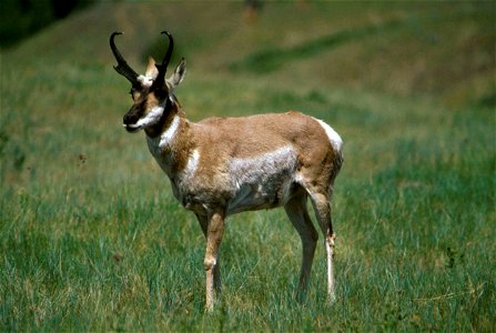 Image title: Pronghorn antelope male antilocapra americana
Image from Public domain images website, http://www.public-domain-image.com/full-image/fauna-animals-public-domain-images-pictures/antelope-p