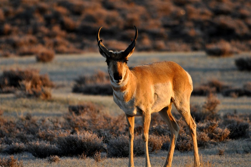Photo Credit:  Jeannie Stafford/USFWS

Pronghorn (Antilocapra americana) are endemic to interior western and central North America.  In North America they are commonly referred to as pronghorn antelop
