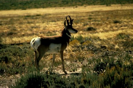 Image title: Pronghorn antelope male in breeding plumage
Image from Public domain images website, http://www.public-domain-image.com/full-image/fauna-animals-public-domain-images-pictures/antelope-pic