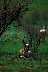 Image title: Pronghorn antelope resting among trees Image from Public domain images website, http://www.public-domain-image.com/full-image/fauna-animals-public-domain-images-pictures/antelope-pictures photo