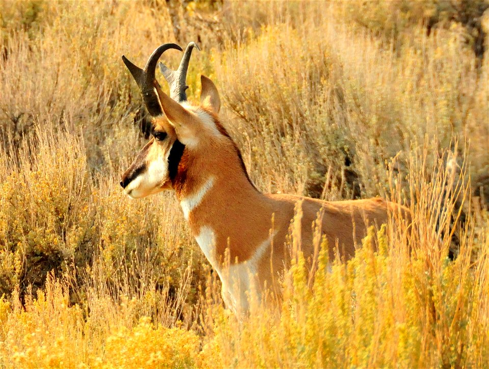 Photo Credit: Tom Koerner/USFWS