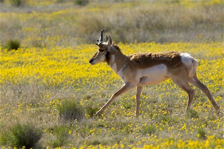 Image title: Pronghorn antelope runs gingerly across a meadow Image from Public domain images website, http://www.public-domain-image.com/full-image/fauna-animals-public-domain-images-pictures/antelop photo