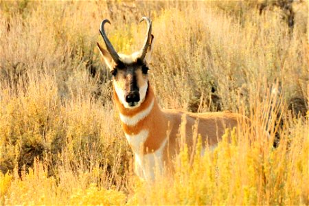 Photo Credit: Tom Koerner/USFWS