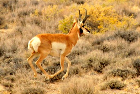 Photo Credit: Tom Koerner/USFWS