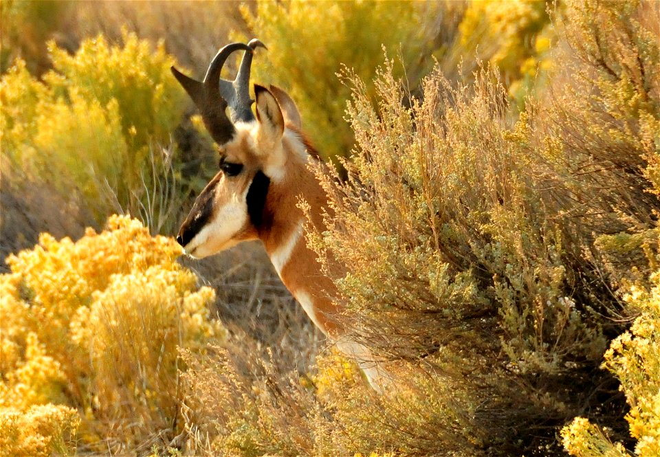 Photo Credit: Tom Koerner/USFWS