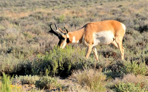 Photo Credit: Tom Koerner/USFWS