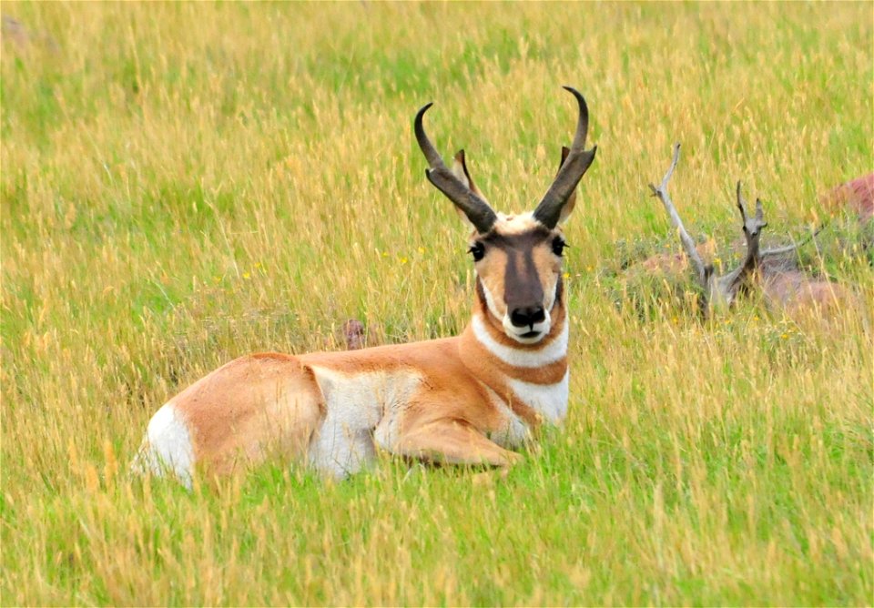 Photo: Tom Koerner/USFWS