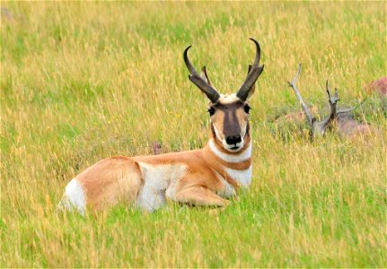 Photo: Tom Koerner/USFWS