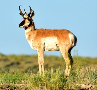 Photo: Tom Koerner/USFWS