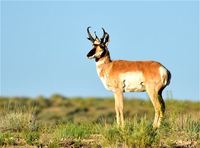 Photo: Tom Koerner/USFWS