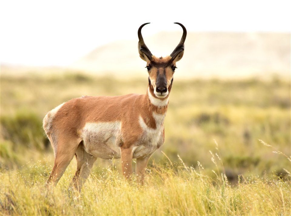 Photo: Tom Koerner/USFWS