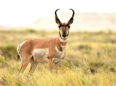 Photo: Tom Koerner/USFWS