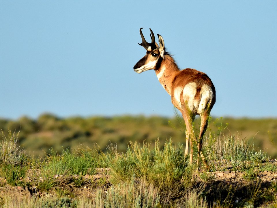 Photo: Tom Koerner/USFWS