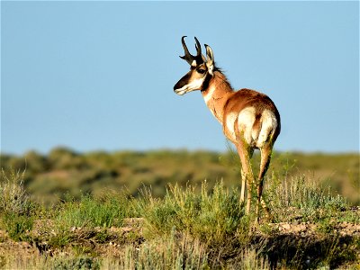 Photo: Tom Koerner/USFWS