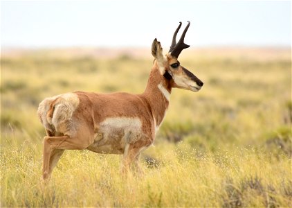 Photo: Tom Koerner/USFWS