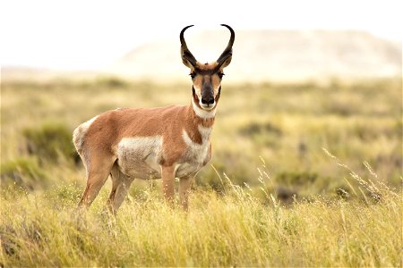 Photo: Tom Koerner/USFWS