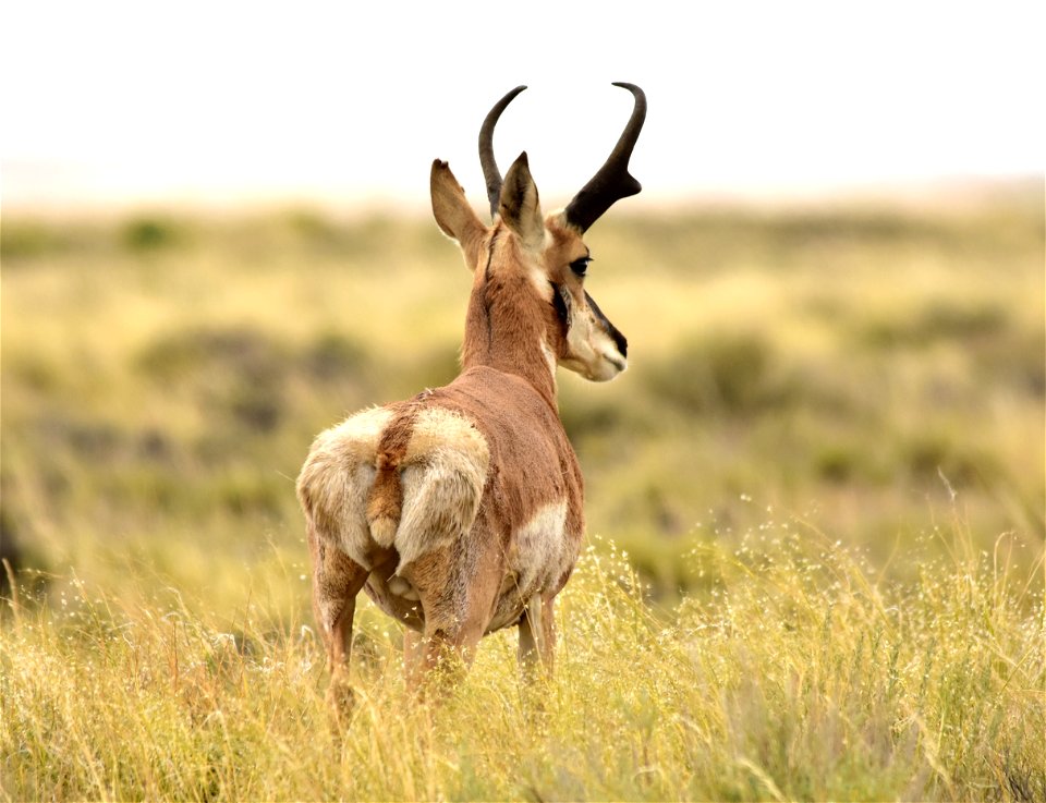 Photo: Tom Koerner/USFWS