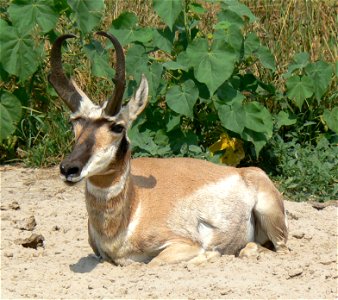 Pronghorn