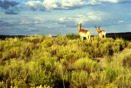 Image title: A pair of pronghorn antelope Image from Public domain images website, http://www.public-domain-image.com/full-image/fauna-animals-public-domain-images-pictures/antelope-pictures/pronghorn photo