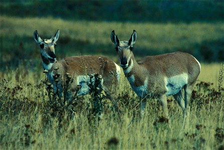 Image title: An upclose shot of a pair of pronghorn bucks
Image from Public domain images website, http://www.public-domain-image.com/full-image/fauna-animals-public-domain-images-pictures/antelope-pi