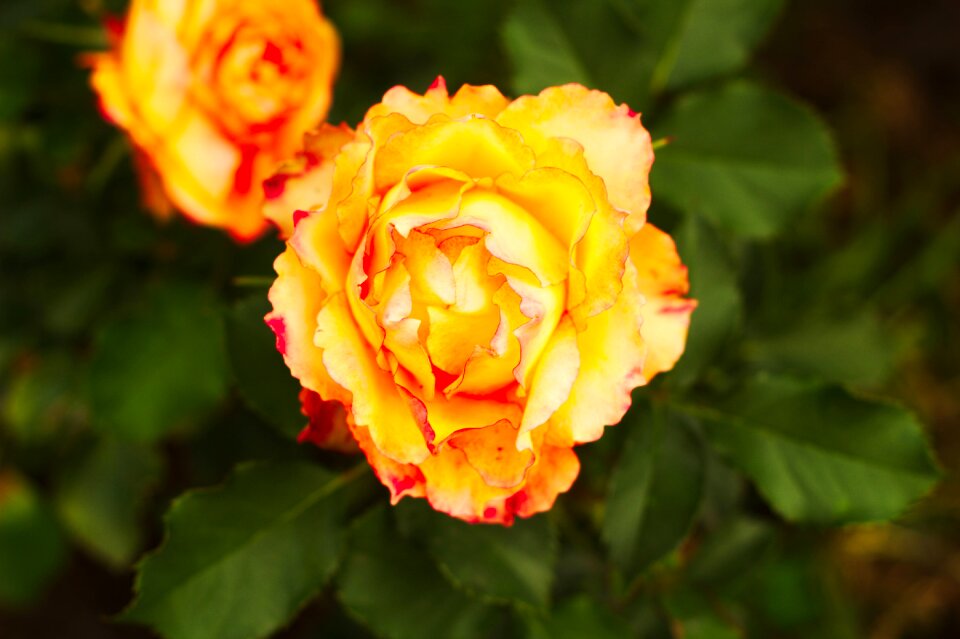 Flower rosa plant