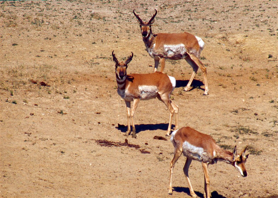 Antelope on a Wildlife Range in Arizona