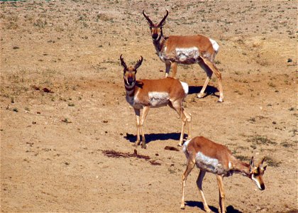 Antelope on a Wildlife Range in Arizona