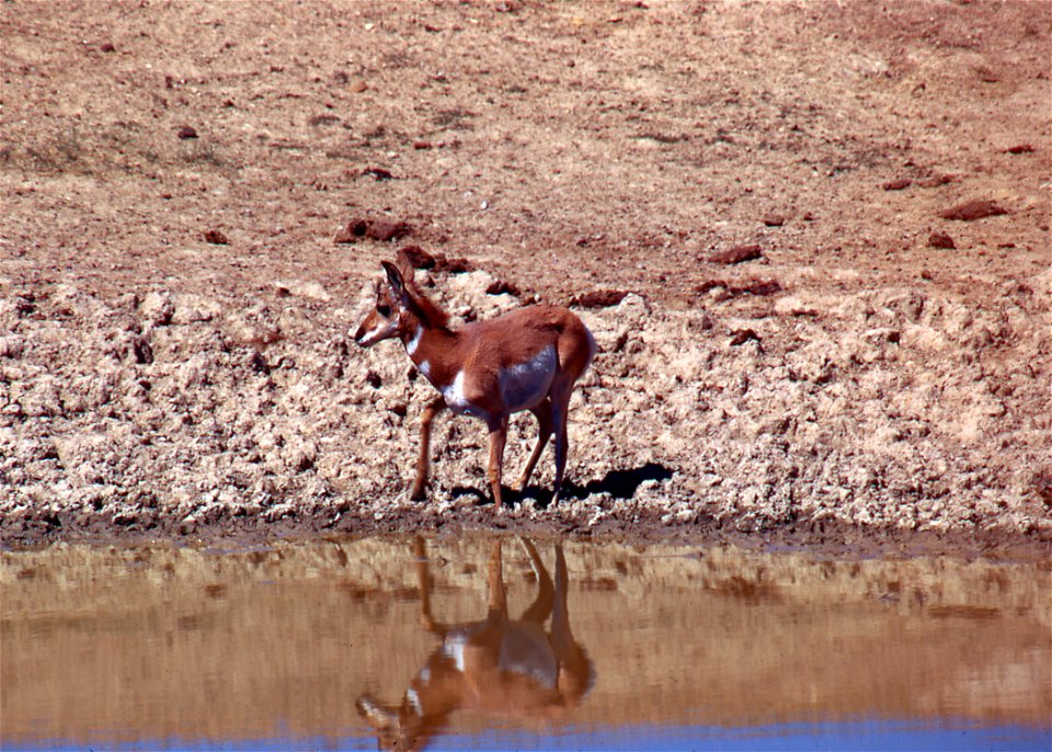 Antelope on a Wildlife Range in Arizona