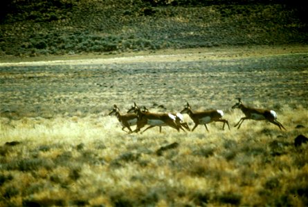 Image title: Pronghorn antelope herd Image from Public domain images website, http://www.public-domain-image.com/full-image/fauna-animals-public-domain-images-pictures/antelope-pictures/pronghorn-ante photo