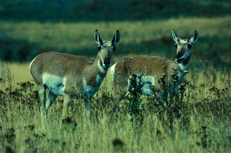Image title: Pronghorn does animals mammals antilocapra americana sonoriensis
Image from Public domain images website, http://www.public-domain-image.com/full-image/fauna-animals-public-domain-images-