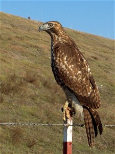 A Red-tailed Hawk in Clovis, California