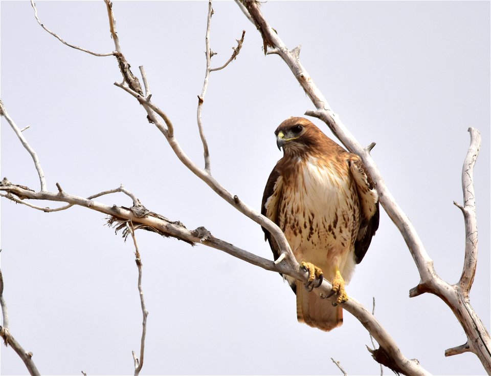 Photo: Tom Koerner/USFWS